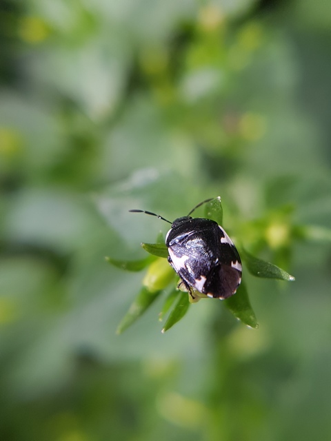 Tritomegas sexmaculatus - hatfoltos földipoloska