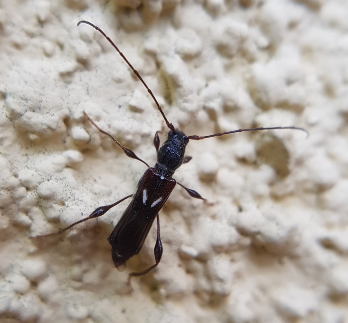 Molorchus minor - kis légycincér