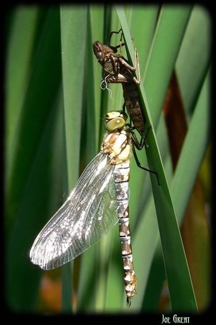 Aeshna cyanea - sebes karcsúacsa
