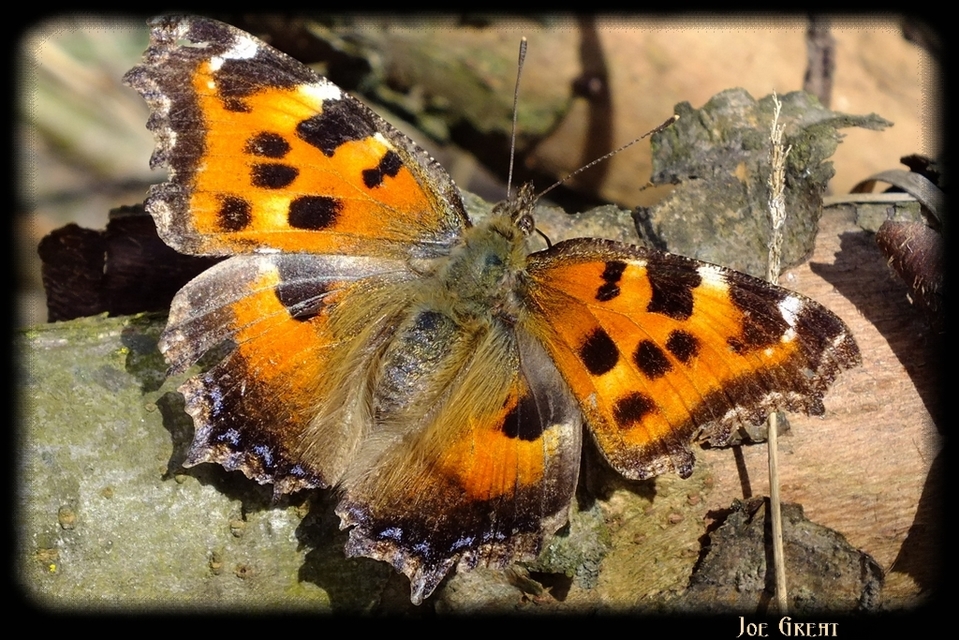 Nymphalis xanthomelas - vörös rókalepke