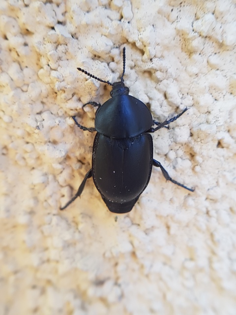 Ablattaria laevigata - sima csigarabló