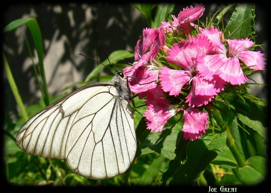 Aporia crataegi - galagonyalepke