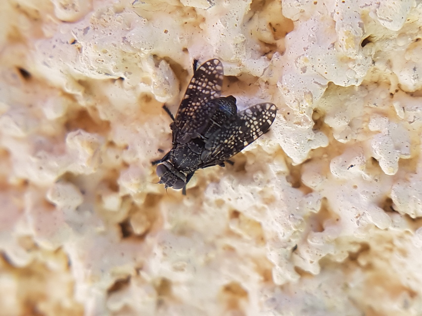 Platystoma