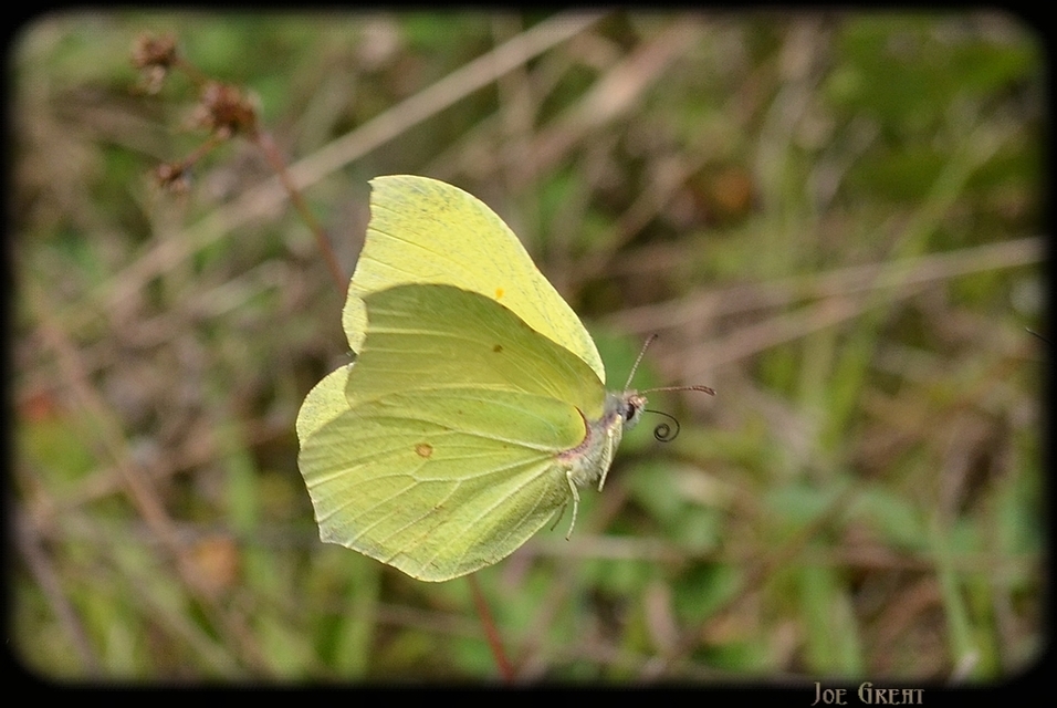 Gonepteryx rhamni - citromlepke