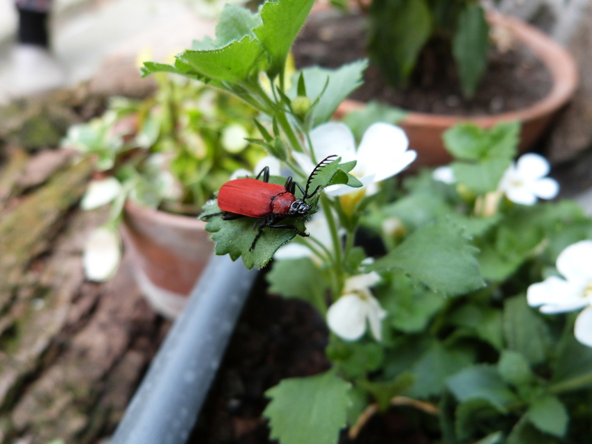 Pyrochroa coccinea - nagy bíborbogár