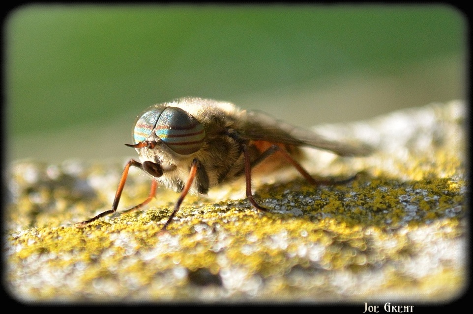 Tabanidae - böglyök