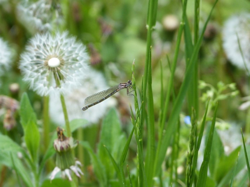 Coenagrion ornatum - díszes légivadász