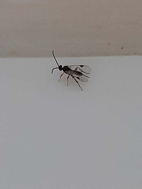 Braconidae - gyilkosfürkészek