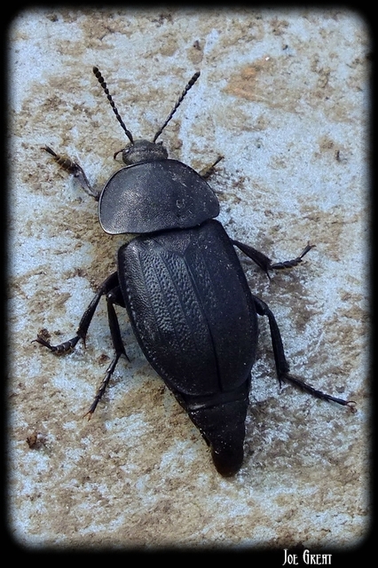 Silpha obscura - közönséges dögbogár