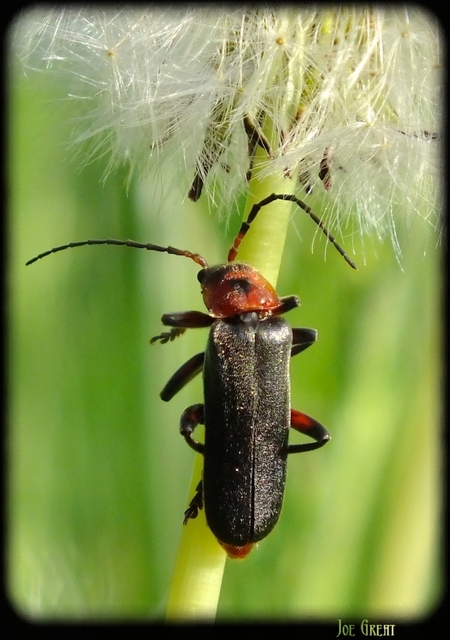 Cantharis rustica - suszterbogár