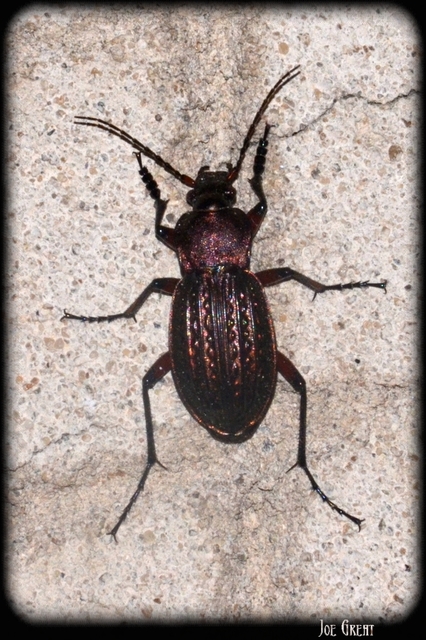 Carabus