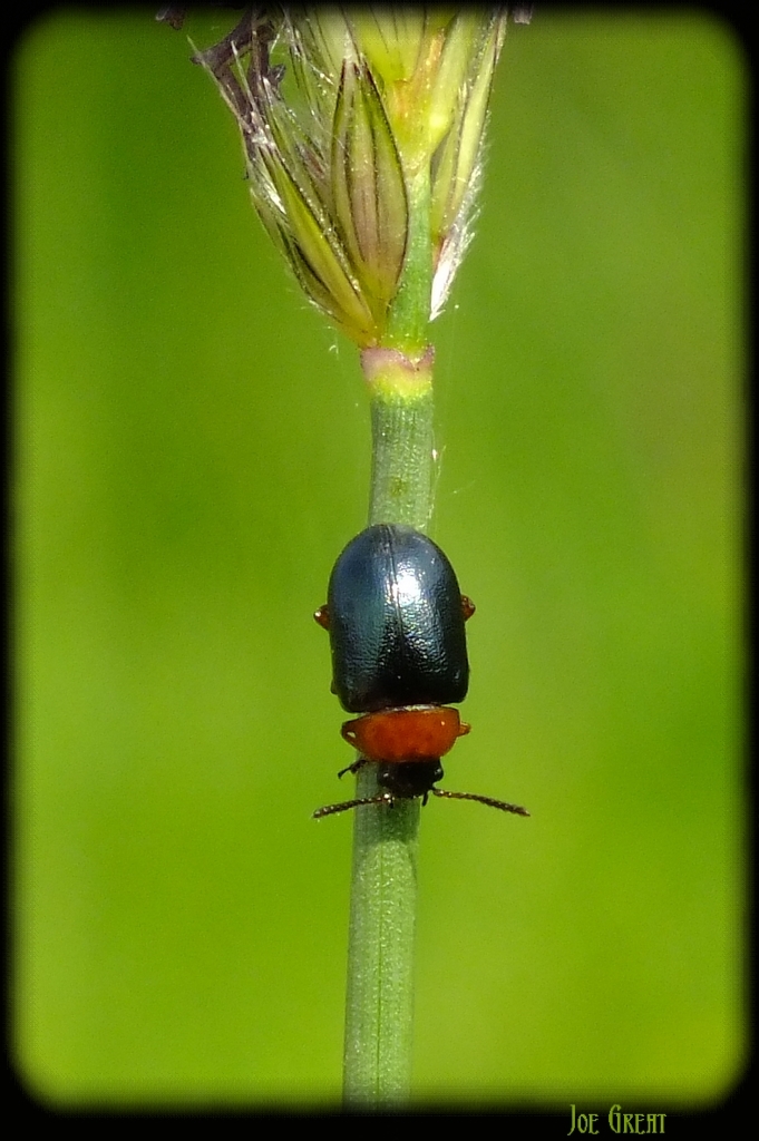 Gastrophysa polygoni - paraj-levélbogár Gastrophysa polygoni - paraj-levélbogár