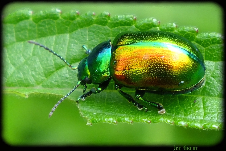 Chrysolina herbacea - zöld mentalevelész