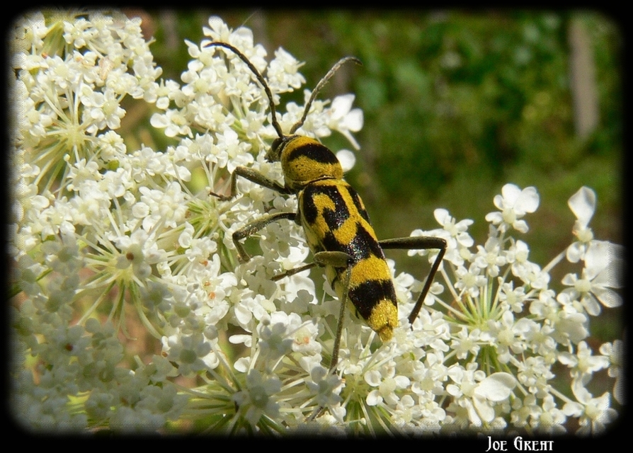 Chlorophorus varius - díszes darázscincér
