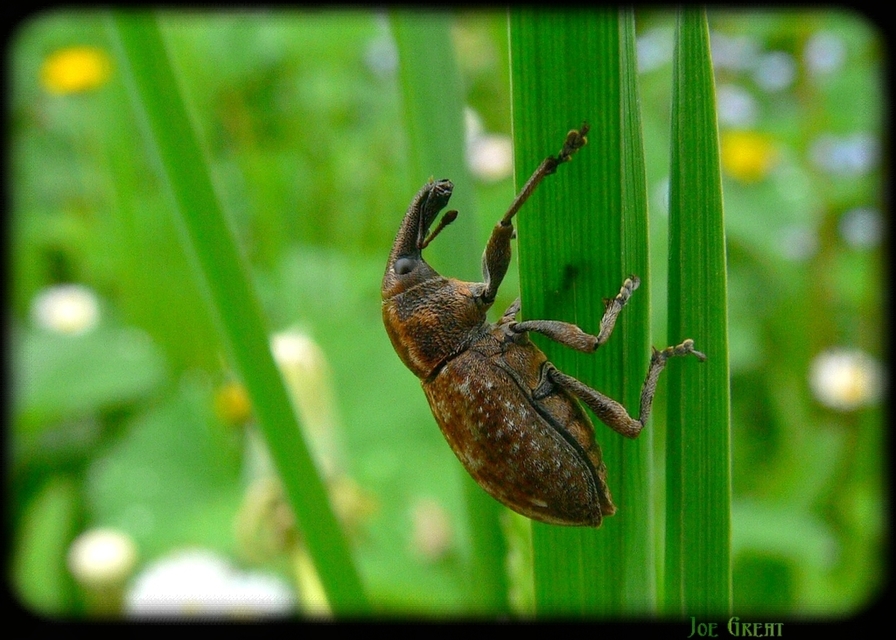 Lepyrus capucinus - pettyes fűzormányos