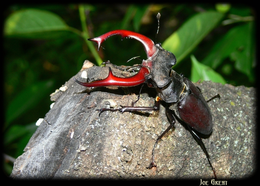 Lucanus cervus - nagy szarvasbogár