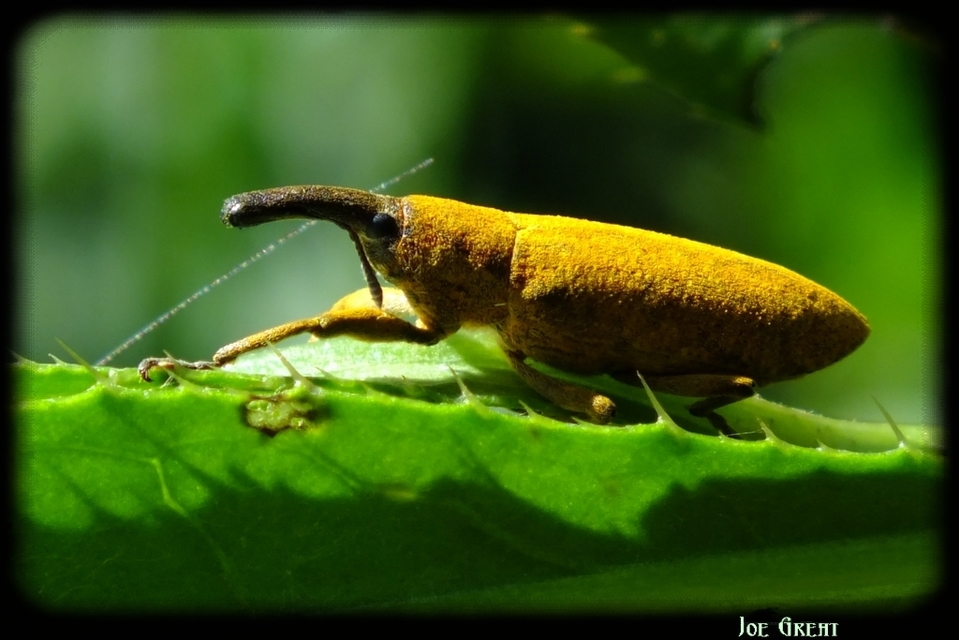 Lixus pulverulentus - mályvafúró dudvabarkó