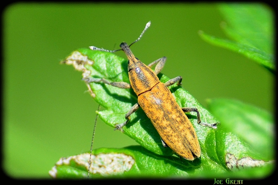 Lixus