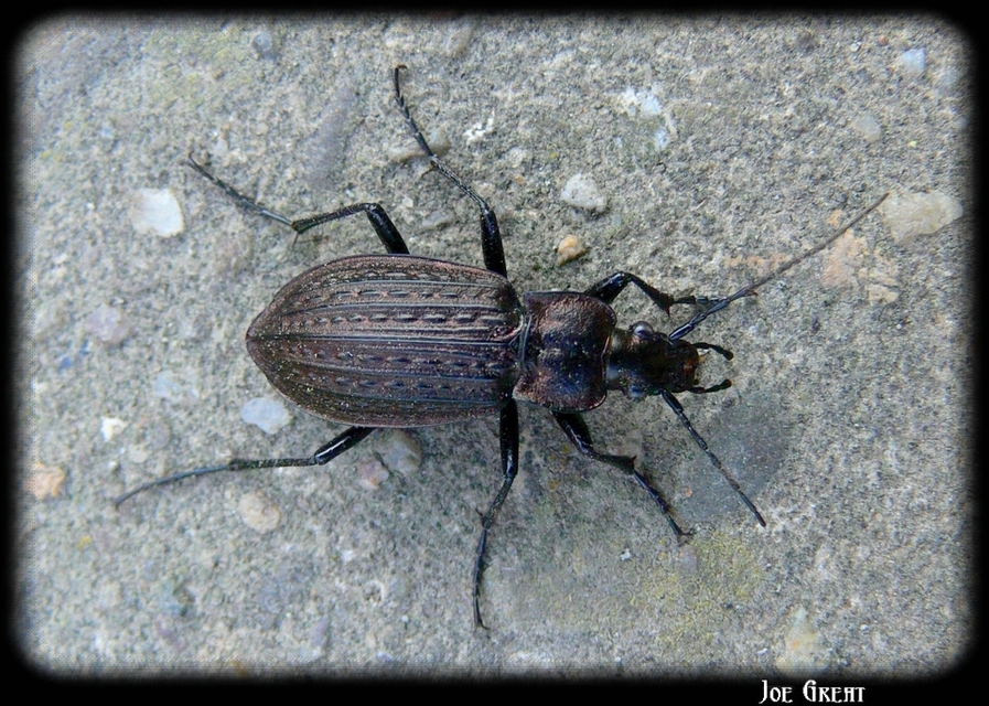Carabus granulatus - mezei futrinka