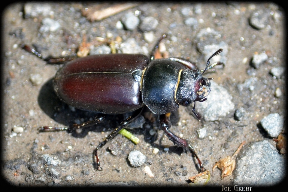 Lucanus cervus - nagy szarvasbogár