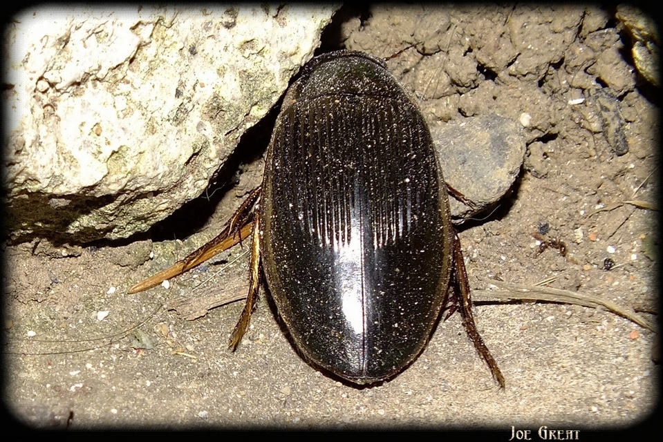 Dytiscus dimidiatus - tompacsípős csíkbogár