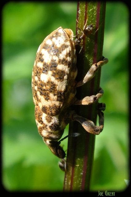 Cyphocleonus dealbatus - márványos barkó
