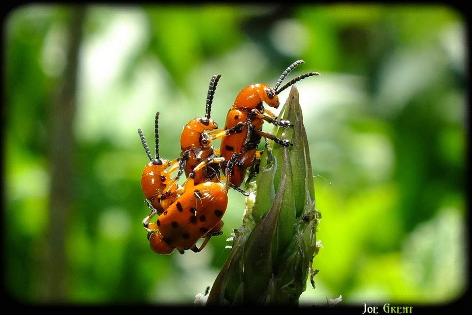 Crioceris duodecimpunctata - tizenkétpontos spárgabogár