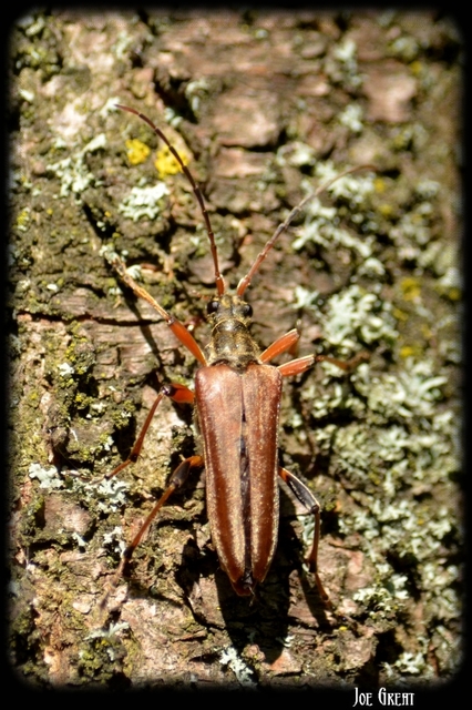 Stenocorus meridianus - fűz-gyökércincér