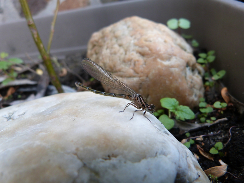 Coenagrion ornatum - díszes légivadász
