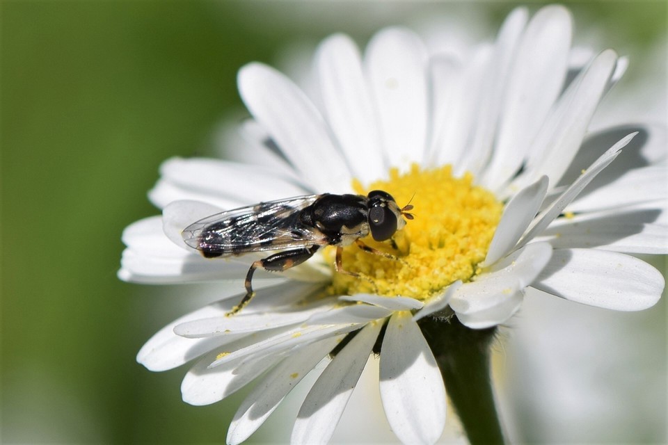 Syritta pipiens - zizegő comboslégy