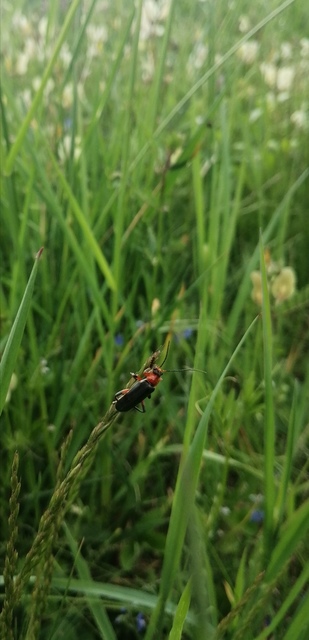 Cantharis livida - mezei lágybogár
