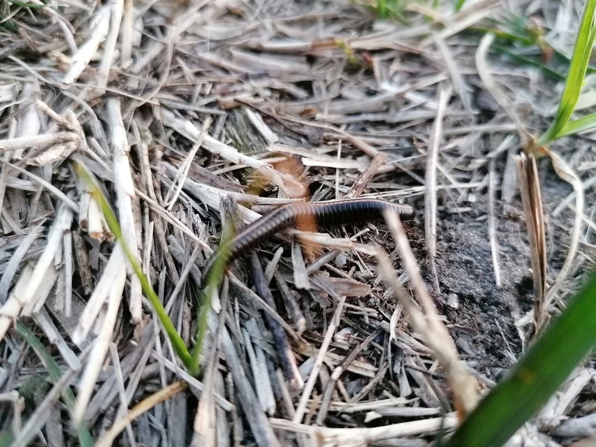 Diplopoda - Ikerszelvényesek