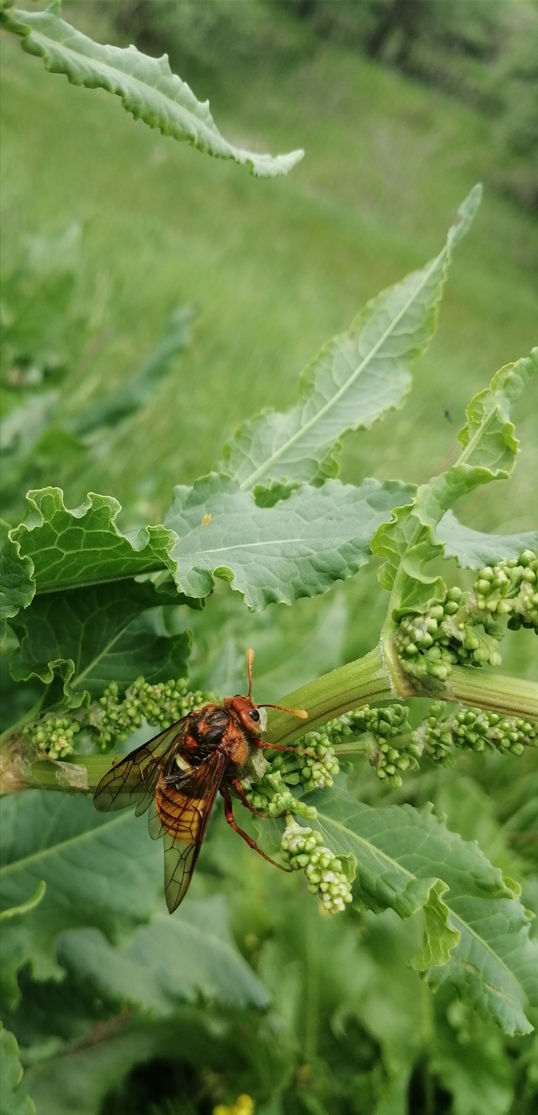 Cimbex luteus