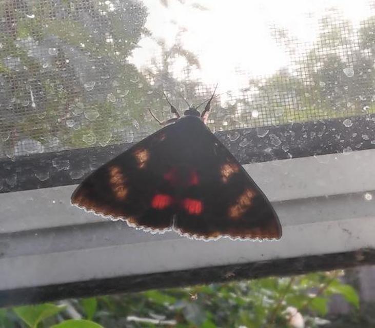 Catocala elocata - közönséges övesbagoly