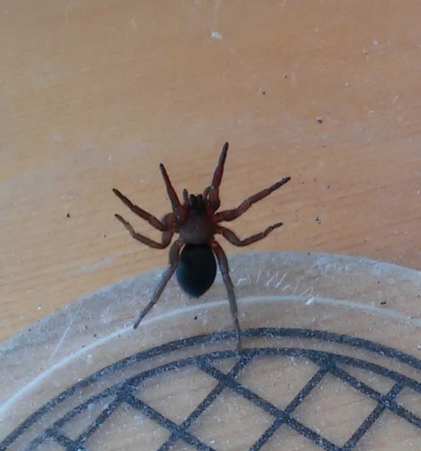 Scotophaeus