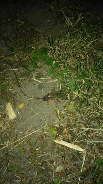 Gryllotalpa
