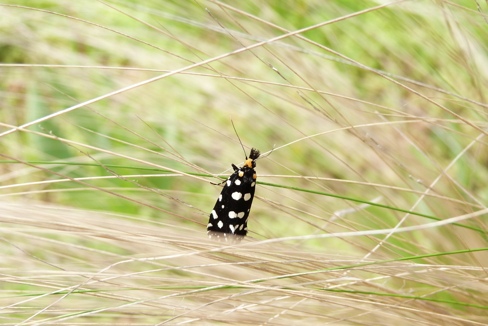 Euplocamus anthracinalis - fésűscsápú korhadékmoly