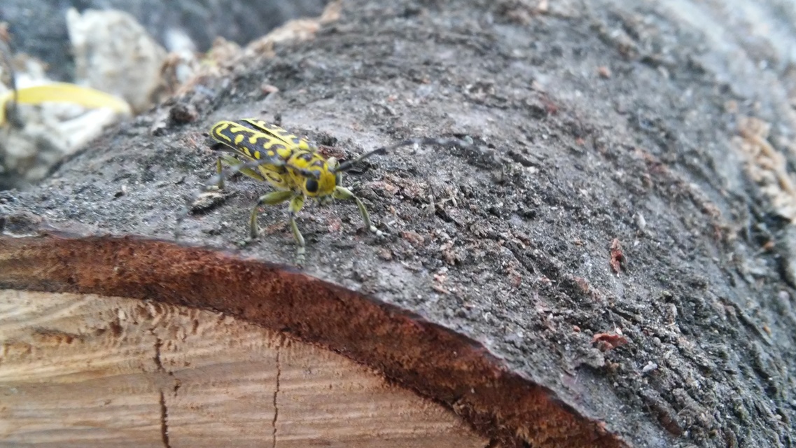 Saperda scalaris - létracincér