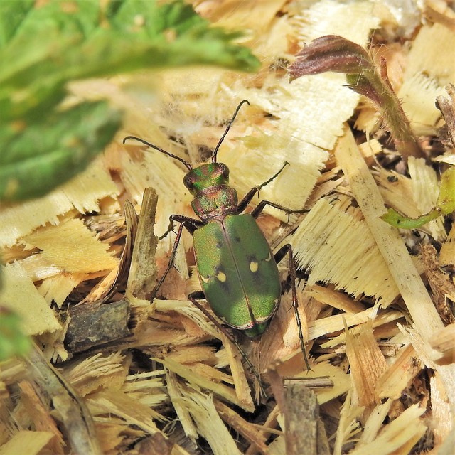 Cicindela campestris - mezei homokfutrinka