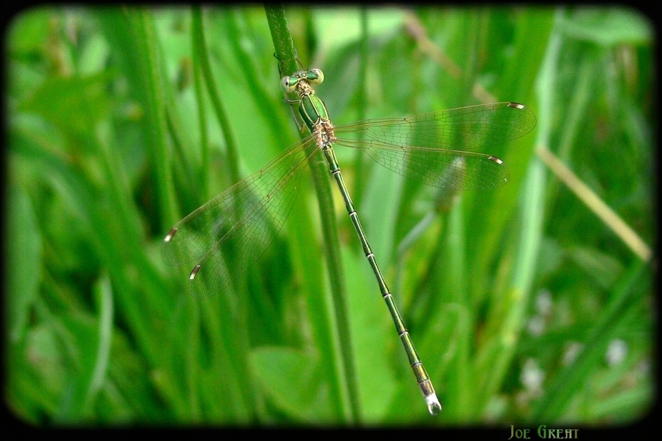 Lestes barbarus - foltosszárnyjegyű rablószitakötő