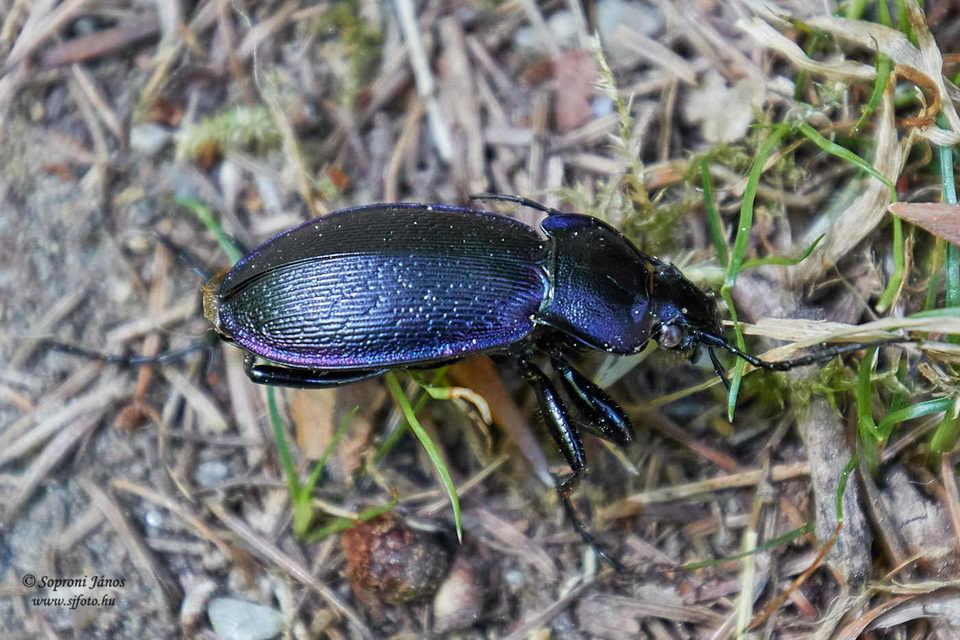 Carabus scheidleri - változó futrinka