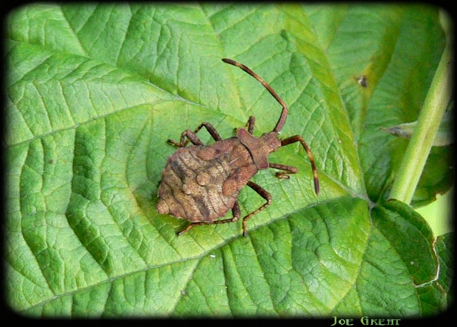 Coreus marginatus - közönséges karimáspoloska