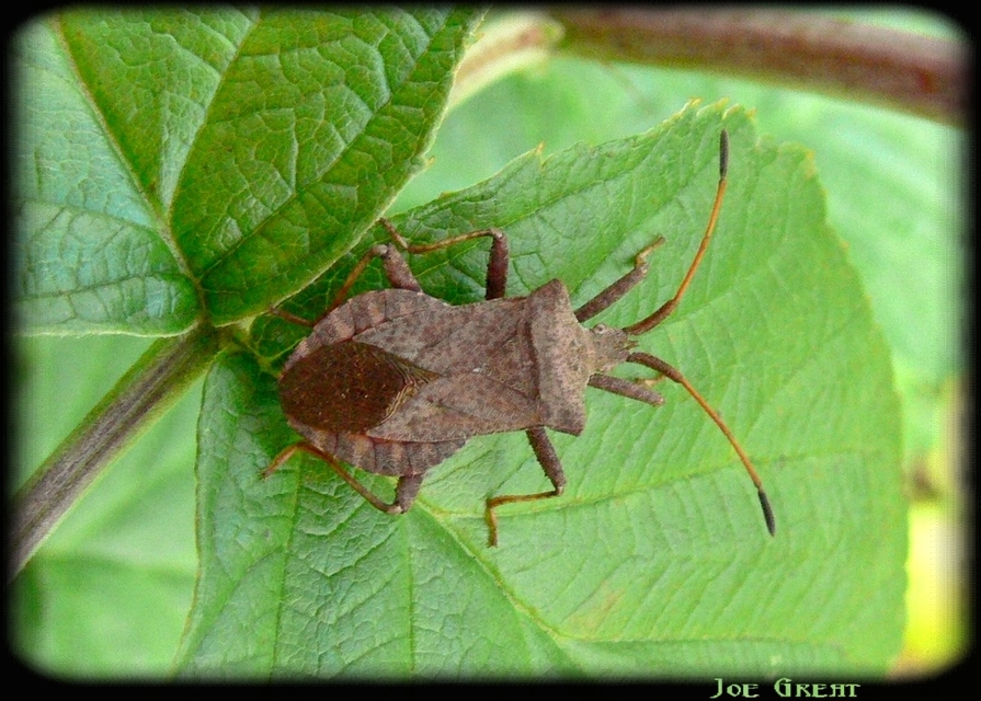 Coreus marginatus - közönséges karimáspoloska
