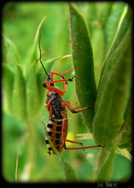 Rhynocoris iracundus - közönséges gyilkospoloska