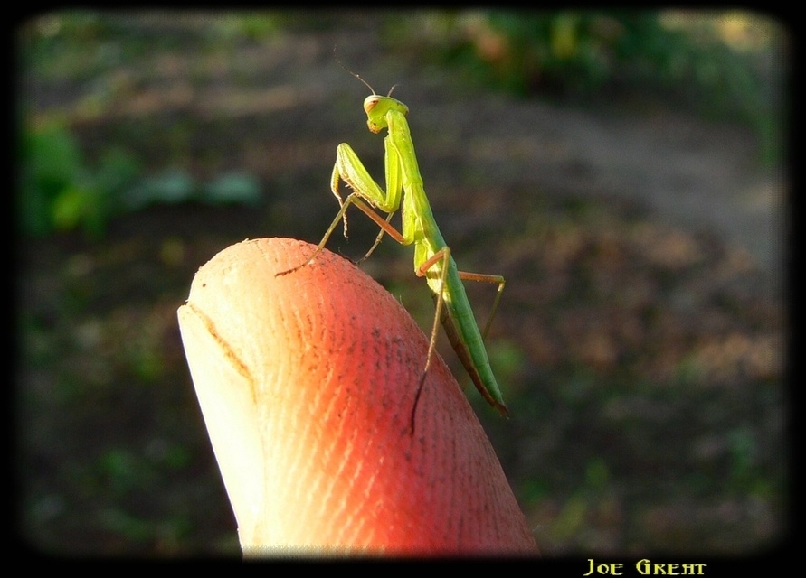 Mantis religiosa - imádkozósáska