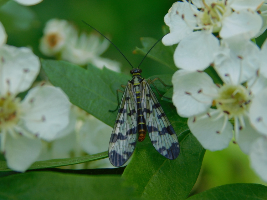 Panorpa communis/vulgaris