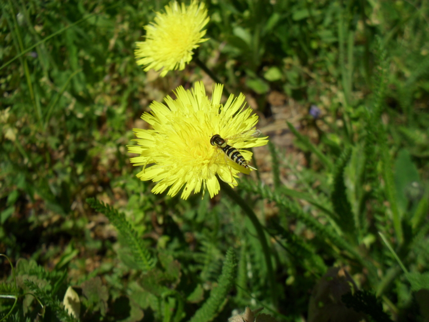 Sphaerophoria