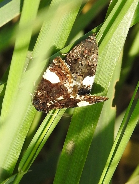 Tyta luctuosa - fekete nappalibagoly
