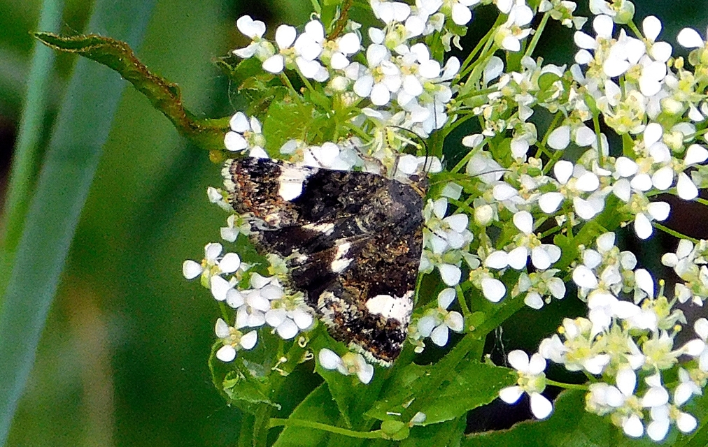 Tyta luctuosa - fekete nappalibagoly
