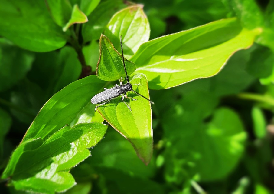 Phytoecia cylindrica - medvelapucincér